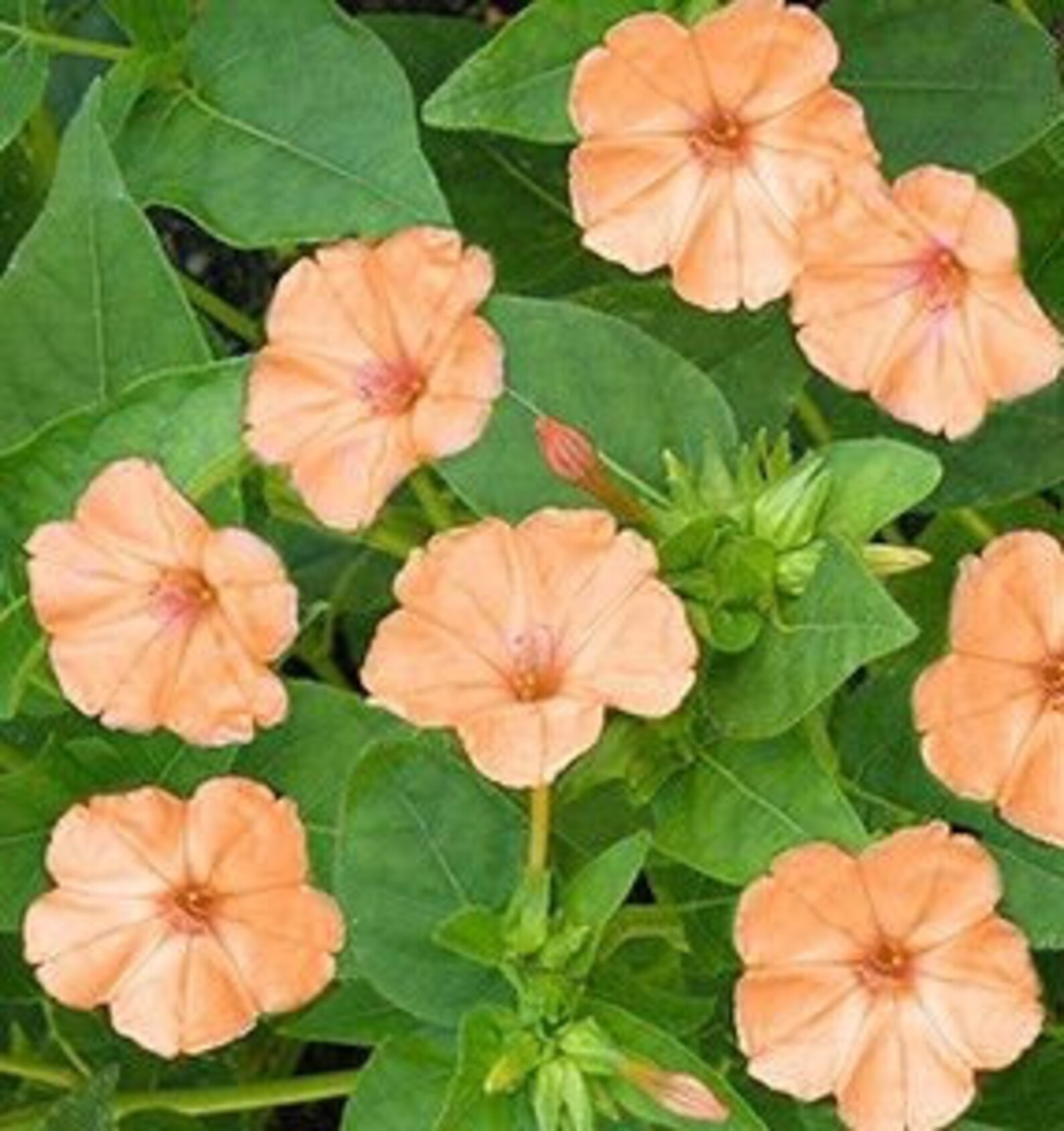 Four O' Clock Mix Color Flower Seeds Fragrant Peach and Etsy