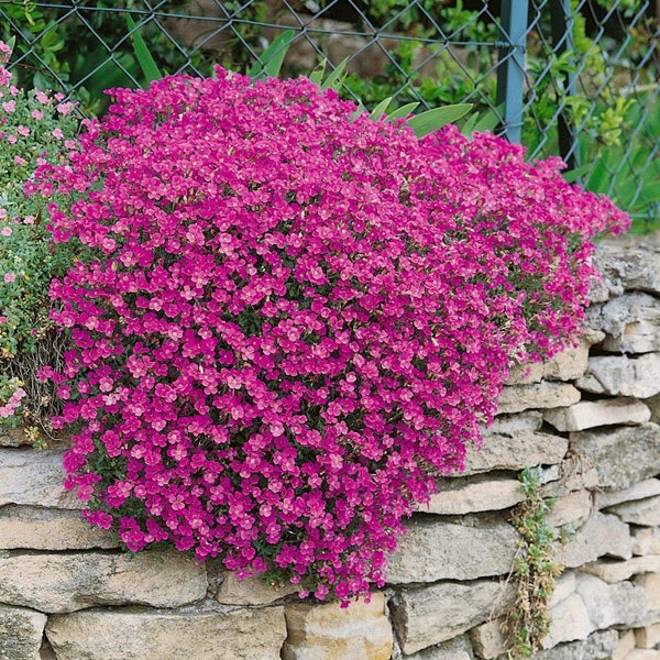 Rock Cress Cascading Red Bloom Seeds, Cheaper Price at GransGardenSeeds.com, Red Ground Cover Perennial Ground Cover, Rock Garden,