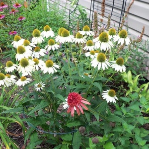 White Swan Coneflower Seeds, Echinacea Purpurea alba, Fragrant White Coneflower, Tall Bushy Flowers, Herb Gardening Seeds, Perennial image 4