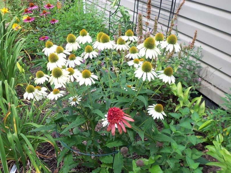 White Swan Coneflower Seeds, Echinacea Purpurea alba, Fragrant White Coneflower, Tall Bushy Flowers, Herb Gardening Seeds, Perennial image 4