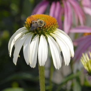 White Swan Coneflower Seeds, Echinacea Purpurea alba, Fragrant White Coneflower, Tall Bushy Flowers, Herb Gardening Seeds, Perennial image 9