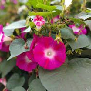 Morning Glory Crimson Rambler Vine Seeds – 75 Seeds, Red Flowers, USA Grown