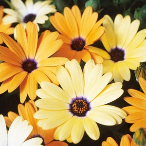 African Daisy Mixed Color Seeds, African Daisy Seeds, Beautiful White, Orange, Yellow and Apricot Color Flowers, Attracts Pollinators