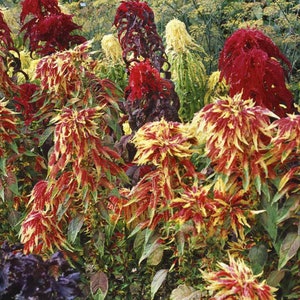 Amaranthus Tricolor Perfecta Seeds, Yellow and Red Tricolor Plant, Summer Poinsettia, Border Plant, Mass Planting, Beautiful Garden Plant image 6