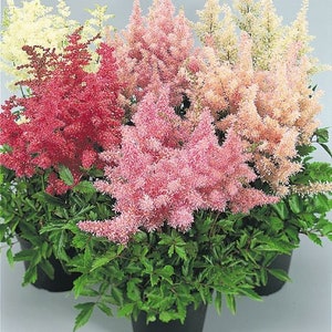 Astilbe Arendsii Bunter Mixed Color Seeds, Part Shade Perennial, Colorful Addition to Gardens, Used in Bridal Bouquets, Flower Arrangements image 10