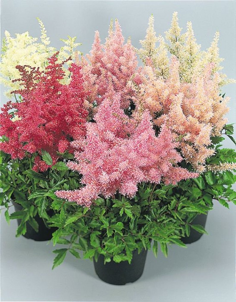 Astilbe Arendsii Bunter Mixed Color Seeds, Part Shade Perennial, Colorful Addition to Gardens, Used in Bridal Bouquets, Flower Arrangements image 10