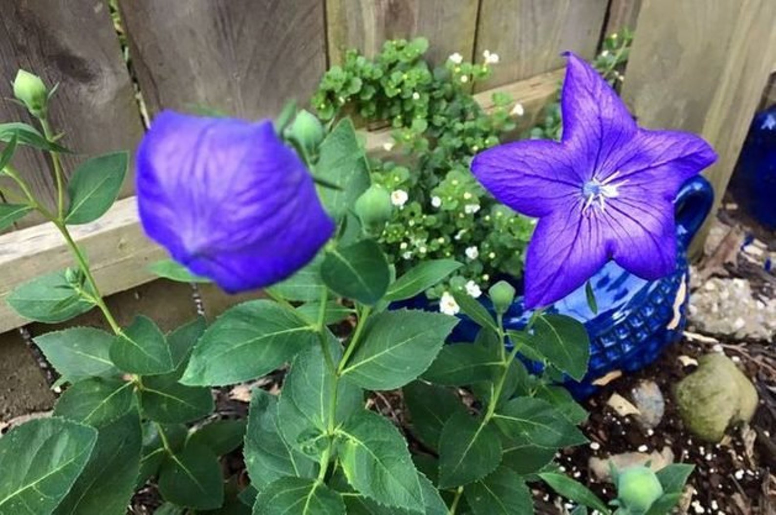Balloon Flower Seeds Perennial Blue Flowers Star Shape Etsy