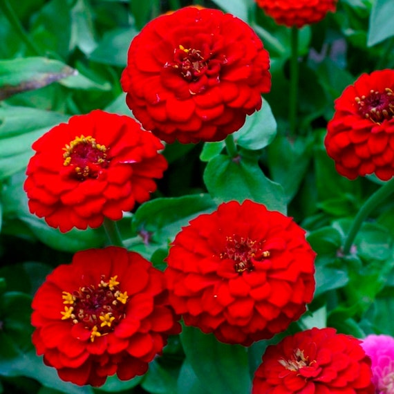 Bright Red Zinnia Flower Seeds, Lilliput Red Zinnias, Sturdy