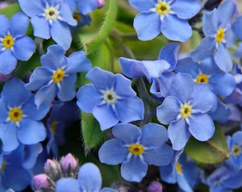 Blue Forget Me Not Flower Seeds, Perennial Ground Cover, Container Gardening, Cottage Gardens, Beautiful Blue River Ground Cover