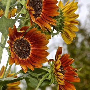 Autumn Beauty Sunflower Seeds, Helianthus Annuus, Hardy Sunflowers, Fall Decorations, Cut Flowers, Bold Beautiful Colors, Birds Love
