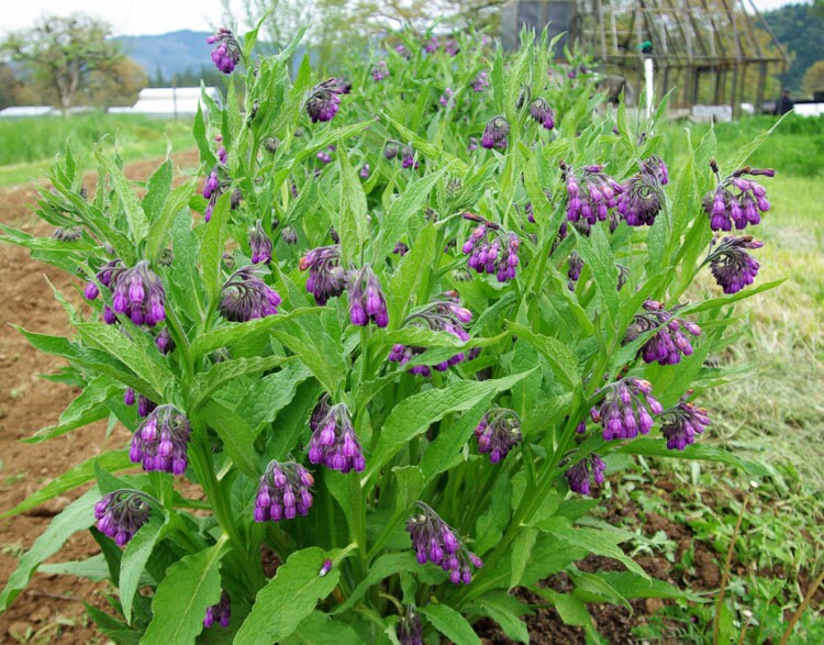Comfrey Seeds, Cheaper Price at GransGardenSeeds.com, Perennial Herbal Comfrey Seeds, Natural Garden Fertilizer, Beautiful Large Plant