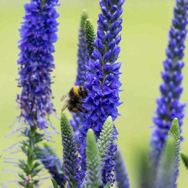 Veronica Spicata Seeds, or Spike Speedwell, Lovely Blue Blooms, Hardy Perennial Plant, Ground Cover or Container Plant, Blue Flower Spikes