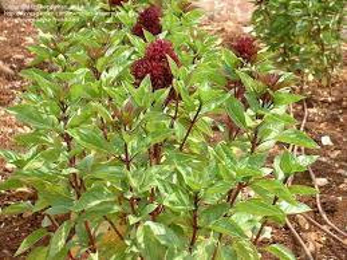 CARDINAL BASIL SEEDS Basil Bushy Basil Seed Herb Seed Etsy