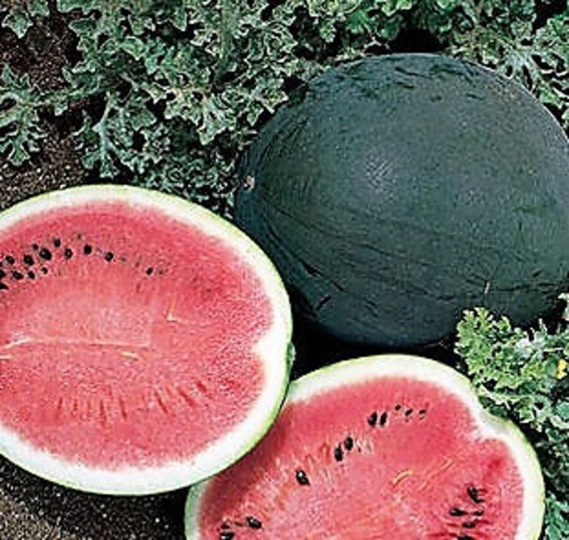 Sugar Baby Watermelon Seeds Citrullus lanatus Easy to Grow