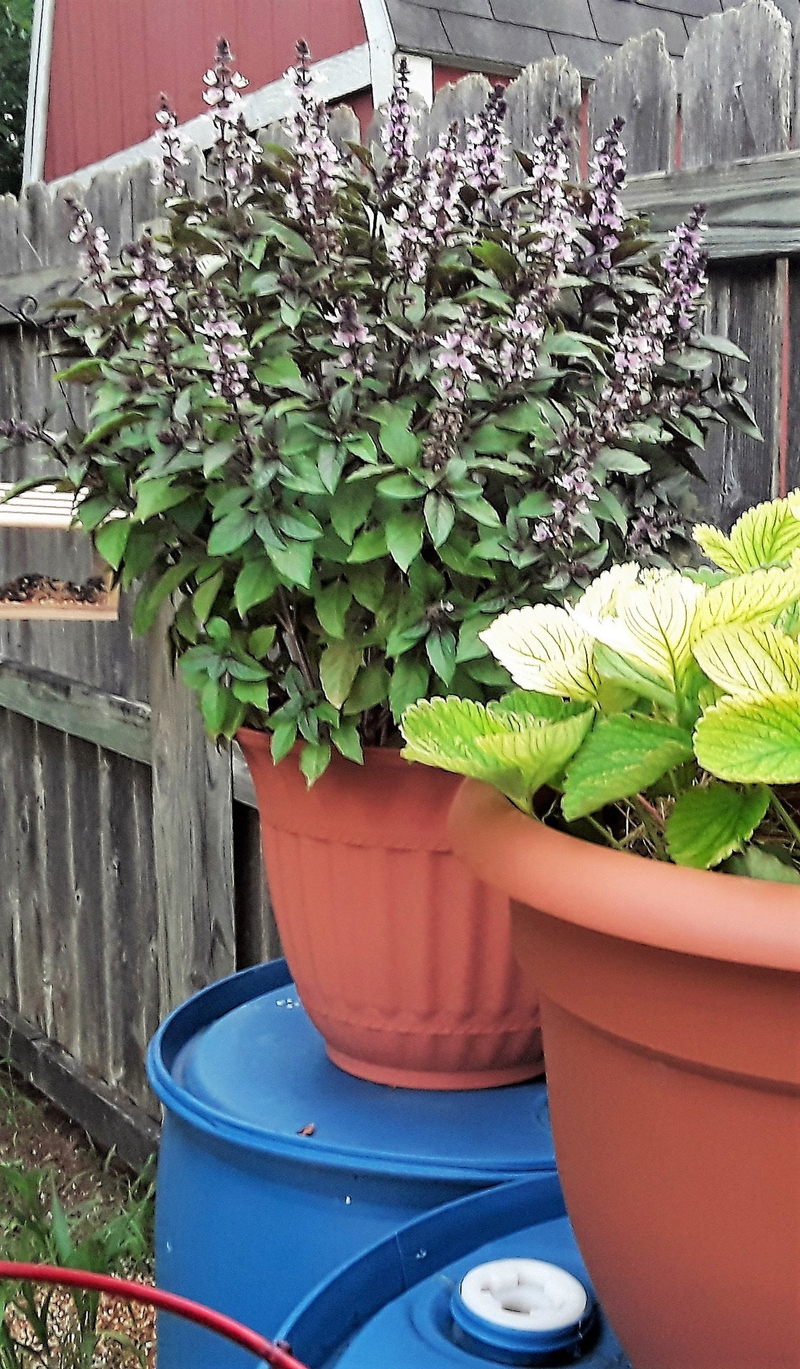 Cinnamon Basil Seeds Very Easy to Grow Great Companion Etsy