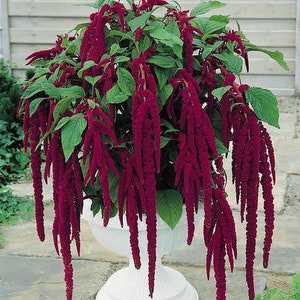 Love Lies Bleeding Flower Seeds,  Cheaper Price on my website GransGardenSeeds.com, Red Cascading Tassels, Heirloom Amaranth, Beautiful