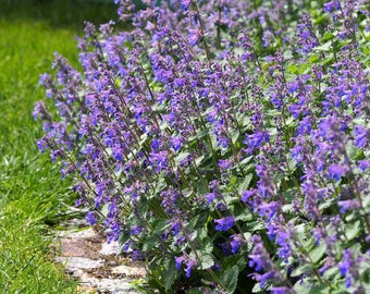 Catmint Herb Seeds, Hummingbirds Love, Catmint Seeds, Herb Gardening, Culinary Herb Seeds, Perennial Herb, Nepeta Seeds, Low Water Needs