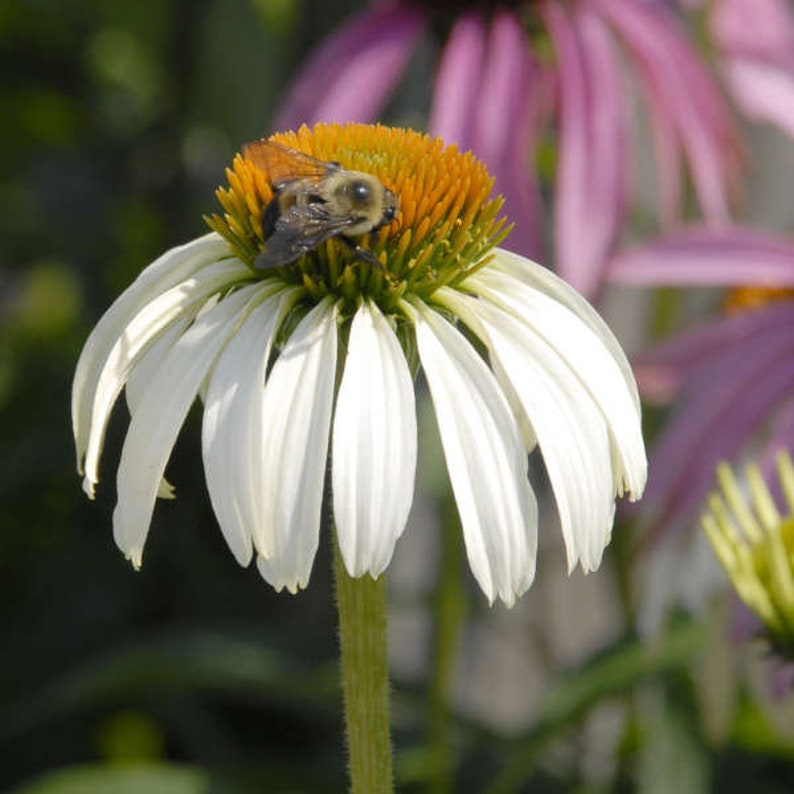 White Swan Coneflower Seeds, Echinacea Purpurea alba, Fragrant White Coneflower, Tall Bushy Flowers, Herb Gardening Seeds, Perennial image 2