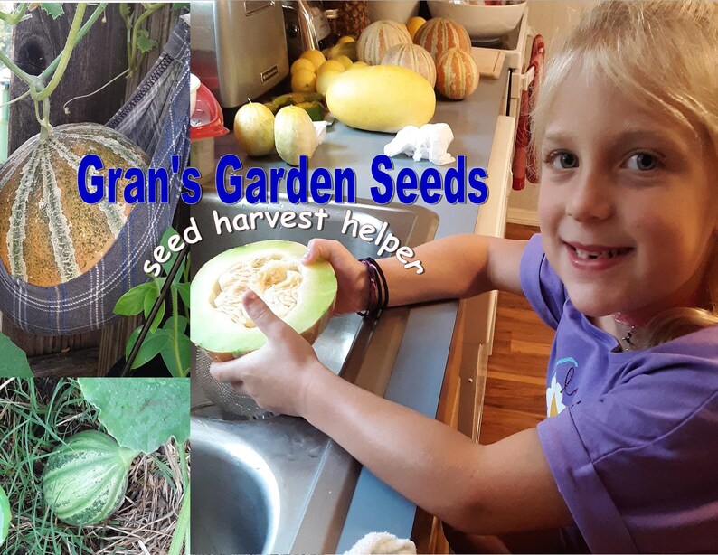 Kajari Melon Seeds Easy to Grow Melon Seeds Fruit Seeds Etsy España