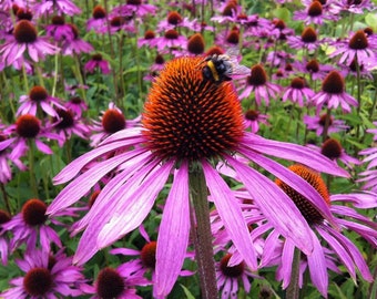 Purple Coneflower Seeds, Cheaper Prices on my Website GransGardenSeeds.com, Echinacea purpurea, Perennial Flower Seeds, Beautiful and Hardy