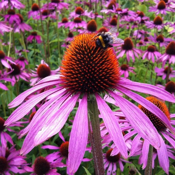 Purple Coneflower Seeds, Cheaper Prices on my Website GransGardenSeeds.com, Echinacea purpurea, Perennial Flower Seeds, Beautiful and Hardy