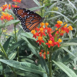Tropical Milkweed Seeds, Cheaper Price at GransGardenSeeds.com, Butterfly Bush Seed, Mexican Butterfly Bush, Attracts Pollinators