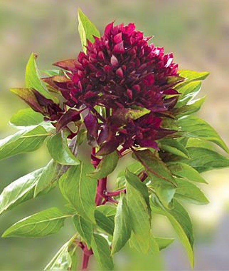 Cardinal Basil Seeds Basil Bushy Basil Seed Herb Seed Etsy