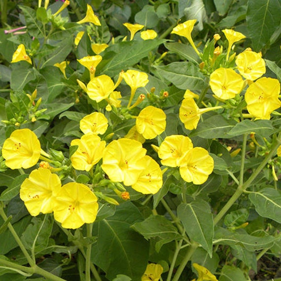 Vibrant Yellow Four O Clock Seeds Easy To Grow Attracts Etsy
