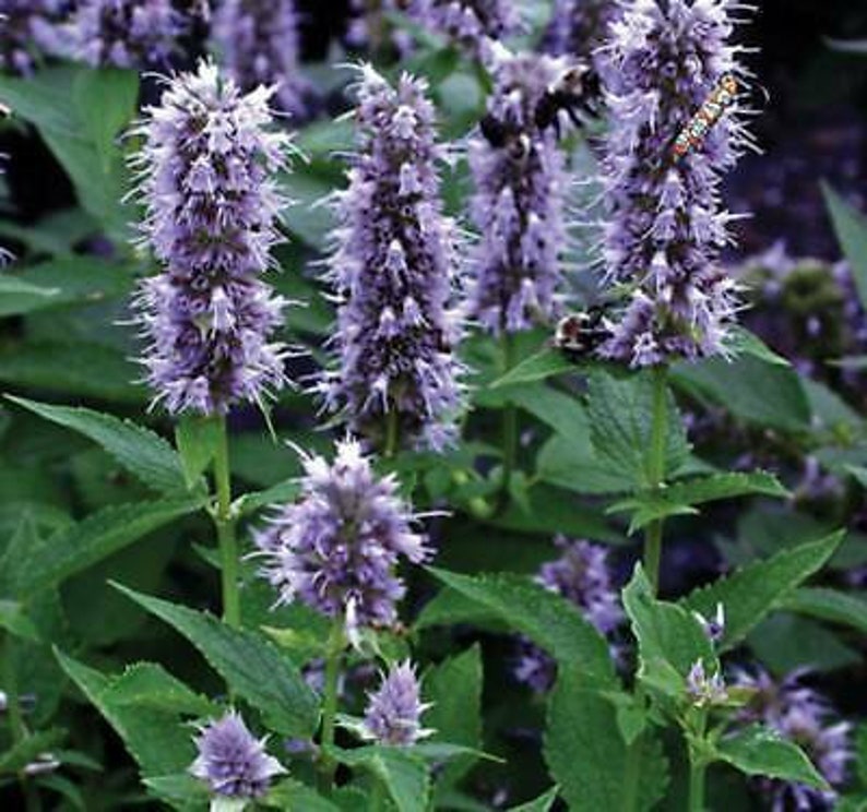 Giant Hyssop Seeds Perennial Mexicana Lavender Seeds Etsy