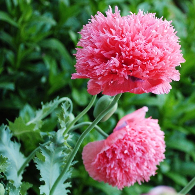 Peony Poppy Seeds Salmon Color Peony Tall Showy Plants Etsy