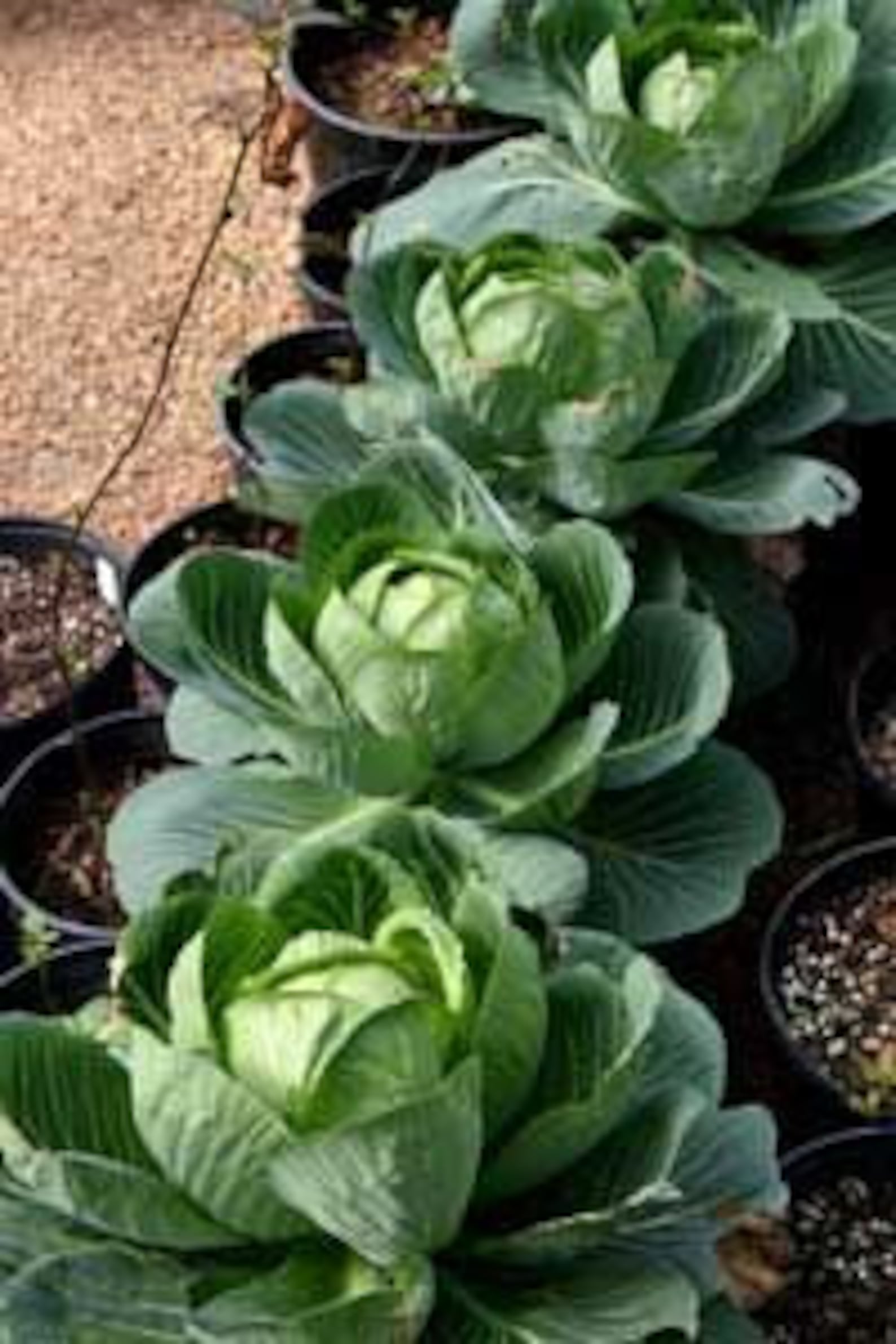 Early Round Dutch Cabbage Seeds Dutch Cabbage Easy to Grow Etsy