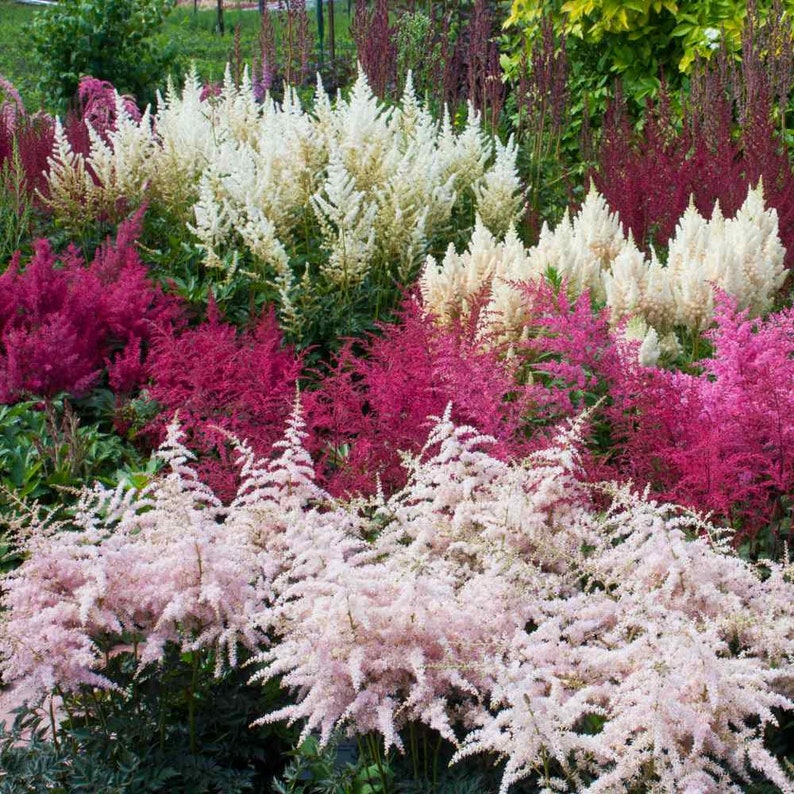 Astilbe Arendsii Bunter Mixed Color Seeds, Part Shade Perennial, Colorful Addition to Gardens, Used in Bridal Bouquets, Flower Arrangements image 4