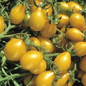 Heirloom Yellow Pear Tomato Seeds, Yellow Pear Cherry Tomatoes, Easy to Grow Tomatoes, Very Tasty Tomato, Pear Shape Tomato, Vegetable Seeds
