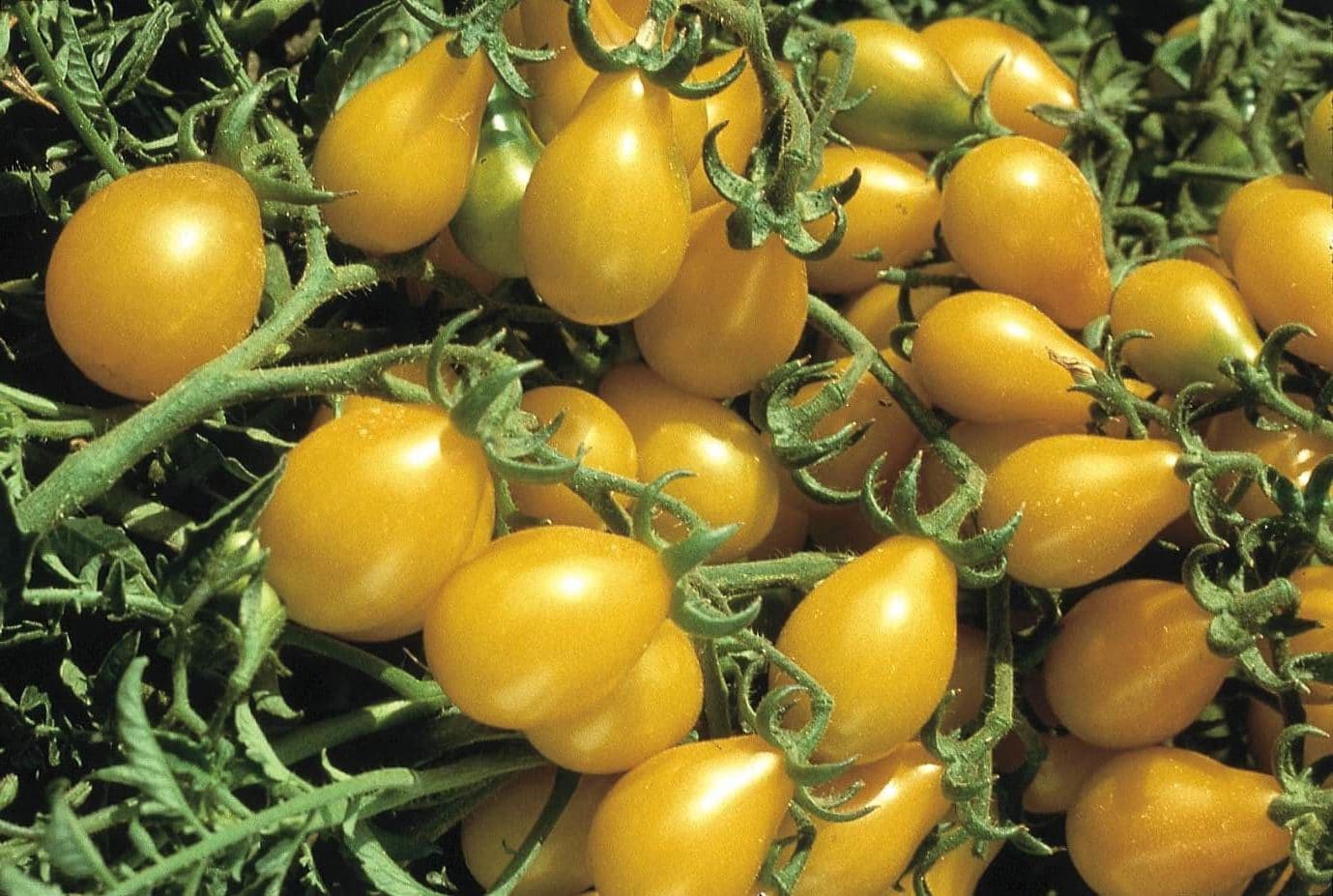 Black Cherry Tomato Seeds For Planting - Non GMO Heirloom Varieties For Your Vegetable Garden