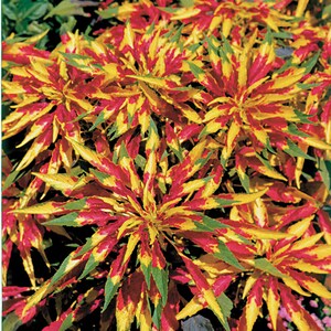 Amaranthus Tricolor Perfecta Seeds, Yellow and Red Tricolor Plant, Summer Poinsettia, Border Plant, Mass Planting, Beautiful Garden Plant image 4
