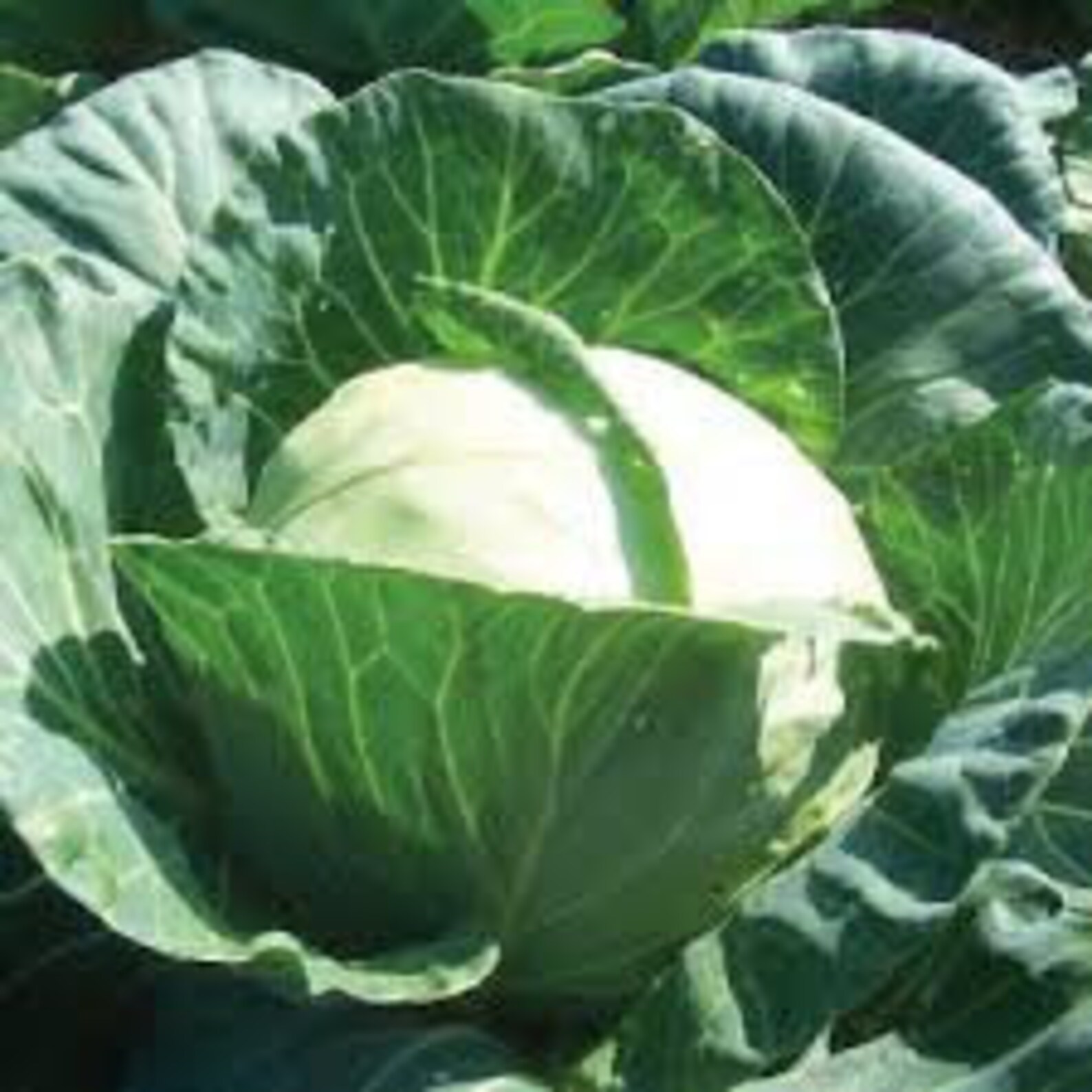 Early Round Dutch Cabbage Seeds Dutch Cabbage Easy to Grow Etsy