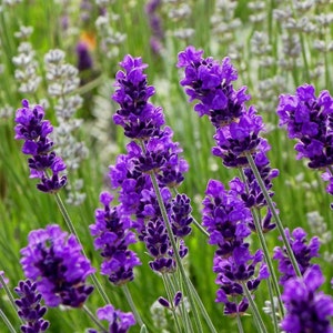 English Lavender Seeds, Beautiful Aroma Lavender, Purple Flower Seeds, Sachets, Soothing Aroma, Herb Garden Seeds, Perennial, Cut Flowers