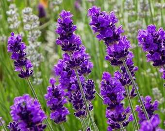 English Lavender Seeds, Beautiful Aroma Lavender, Purple Flower Seeds, Sachets, Soothing Aroma, Herb Garden Seeds, Perennial, Cut Flowers