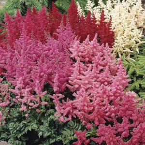 Astilbe Arendsii Bunter Mixed Color Seeds, Part Shade Perennial, Colorful Addition to Gardens, Used in Bridal Bouquets, Flower Arrangements image 6