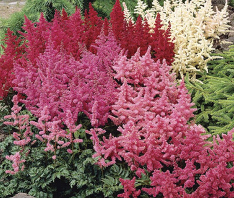 Astilbe Arendsii Bunter Mixed Color Seeds, Part Shade Perennial, Colorful Addition to Gardens, Used in Bridal Bouquets, Flower Arrangements image 6