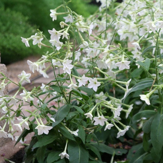 Free Shipping Grow Your Own Open Pollinated Flower Seeds Nicotiana alata Non GMO Jasmine Flowering Tobacco Naturally Grown Free Shipping Grow Your Own Open Pollinated Flower Seeds Nicotiana alata Non GMO Jasmine Flowering Tobacco Naturally Grown