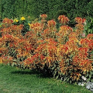 Amaranthus Tricolor Perfecta Seeds, Yellow and Red Tricolor Plant, Summer Poinsettia, Border Plant, Mass Planting, Beautiful Garden Plant image 5