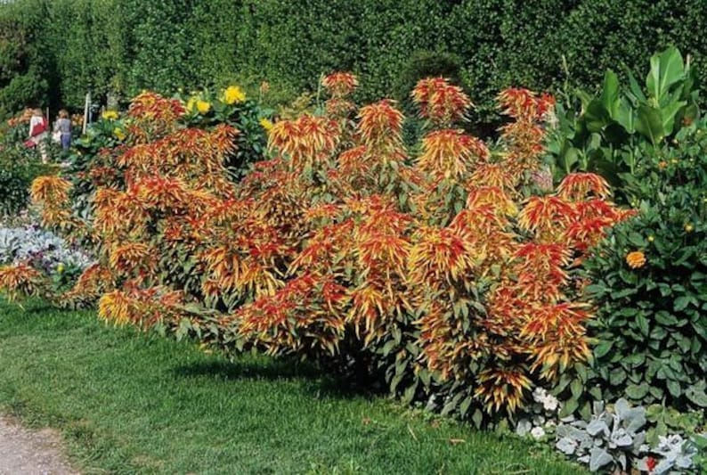 Amaranthus Tricolor Perfecta Seeds, Yellow and Red Tricolor Plant, Summer Poinsettia, Border Plant, Mass Planting, Beautiful Garden Plant image 5