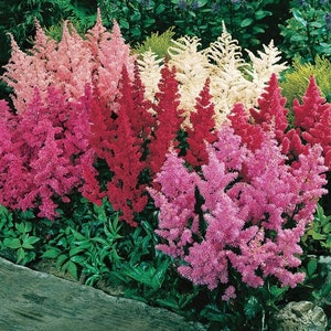 Astilbe Arendsii Bunter Mixed Color Seeds, Part Shade Perennial, Colorful Addition to Gardens, Used in Bridal Bouquets, Flower Arrangements image 1