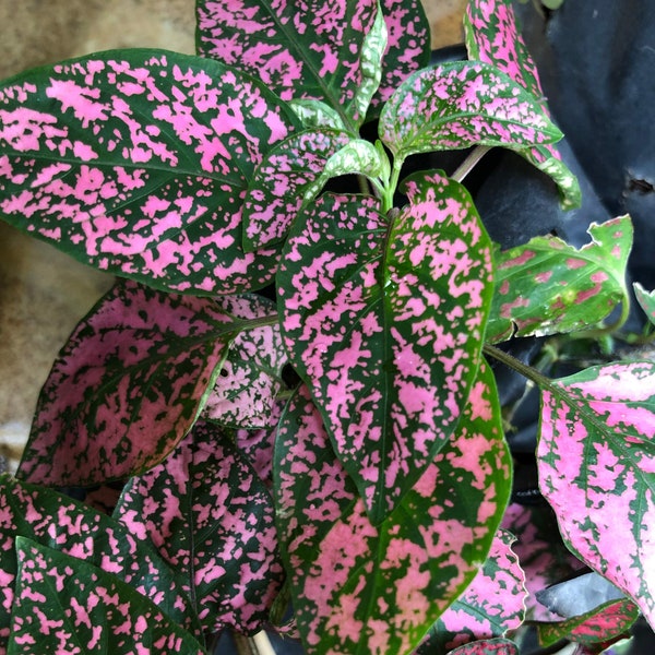 Hypoestes Plant Seeds, Pink Polka Dot Plant Seeds, Shade Plant, House Plant Seeds, Shade Garden Seeds, Indoor Plant, Pink and Green Leaves