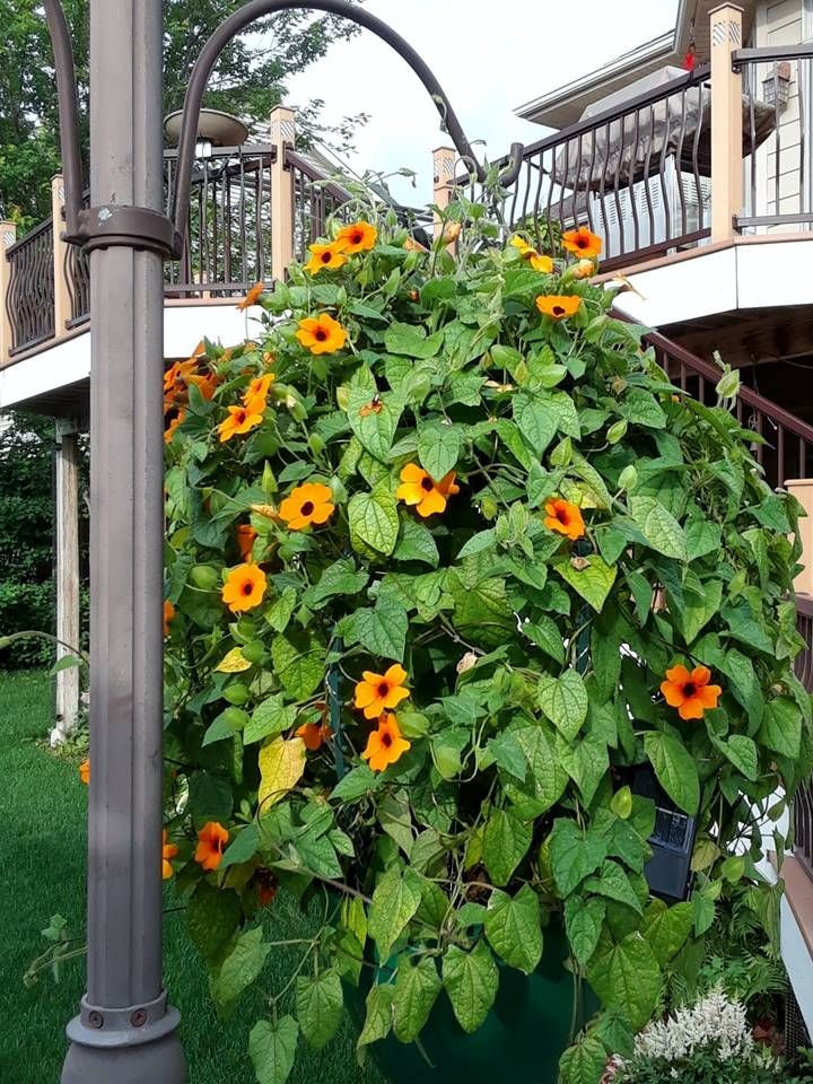 BlackEyed Susan Vine Mix Color Blooms Easy to Grow Hanging Etsy