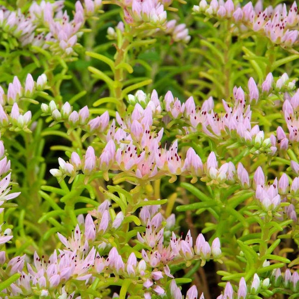 Sedum Pink Seastar Seeds, Succulent Ground Cover, Star Shaped Blooms, Rock Garden or Ground Cover Plant, Perennial Succulent, Widows Cross