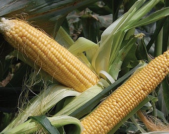 Golden Bantam Organic Corn Seeds, Golden Bantam Corn, Early Crop Corn, Delicious Sweet Tender Corn, Easy to Grow, Long Ear Roasting Corn