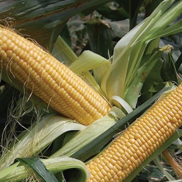 Golden Bantam Organic Corn Seeds, Golden Bantam Corn, Early Crop Corn, Delicious Sweet Tender Corn, Easy to Grow, Long Ear Roasting Corn