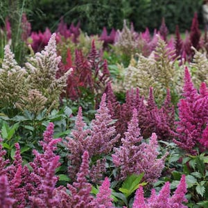 Astilbe Arendsii Bunter Mixed Color Seeds, Part Shade Perennial, Colorful Addition to Gardens, Used in Bridal Bouquets, Flower Arrangements image 8